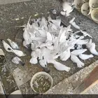 للبيع دجاج لحم وحمام فرنسي وحمام مشكل انا مجرد معلن فقط