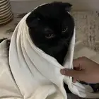 سكوتش ذكر مخصي