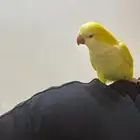 كويكر لاتينو اليف وهدد ( تم البيع)