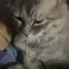 بسه للتبني