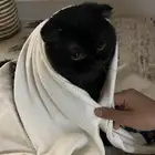 ذكر سكوتش تربل فولد