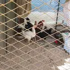 سلام عليكم ورحمه وبركاته ارنب و دجج 6مع الديك وارانب