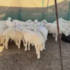 طليان حرية للمناسبات تبيض الوجه من 5 شهور آلى 6 شهور