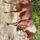 عجل بلدي