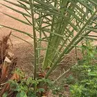 يوجد غرايس برحي .وخلاص3 متر.شيشي .غر .مجدول.روثانه..