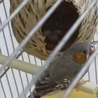 طيور زيبرا 3 اجواز 4 هولندي و حبتين سوريه في جوز منهم مبيض