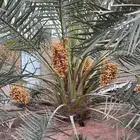 نخيل مثمر جميع لنواع وجميع المقاسات وشي نظيف وعلا الشرط