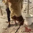 ذبايح الشرقيه