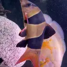 اسماك زينه سمكه كلاون لوتش حجم كبير ونادر