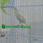 ذكر كناري تغريد منتج وجاهز للانتاج