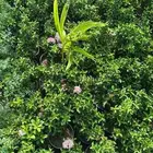 مشاتل تنسيق الحد ائق