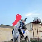 خيل شعبي العمر 4 سنوات جمال وارتفاع