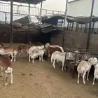 خرفان رفيدي مرابي شرط