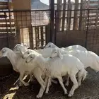 طليان حريات وسط عقائق ( شامل الذبح والتغليف التوصيل)