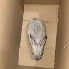 ارانب للبيع