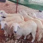 طليان للبيع