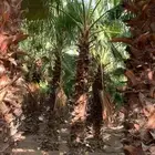 عروض 2026عند على الزراعه وتركيب شبكه الرى وزرعه النخيل