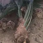 ابو عبدالله لتوريد جميع الاشجار ونخيل