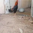 ديك باكستاني ميولي