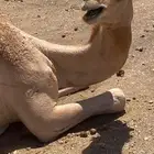 ناقه حره سابق ابوها شاهيني وبكره وبنتها حره على الشبابي