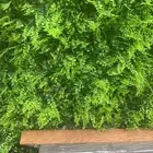 عشب جداري وبديل الخشب