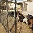 تيوس للبيع