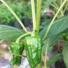 شتلات فلفل شقرا