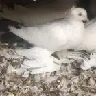 حمام قلاب روسي مذيل