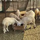 ذبائح سواكني فاخر عرض خاص