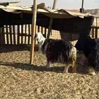 شاه حايل