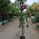 شتلات جهنمية الون قبير و صغير