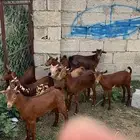 تيوس دهم كله ذكور