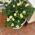 تنسيق حدائق زراعه المراكن زراعه الاحواض عمل شبكات ري