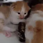 قطط لتبني