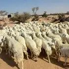 الغنم حريات طيب مرح واحد