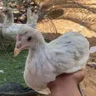 دجاج رصاصي