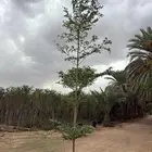 زيتون ترمناليا