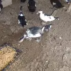 بط للبيع