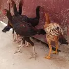 ديوك للبيع