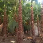 يتوفر لدينا جميع انواع النخل وجميع المقاسات المتوفره