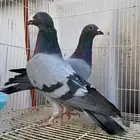 حمام زاجل جوز