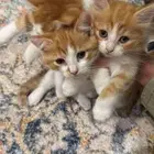 بسس صغار للبيع مع القفص اول سومه تجي