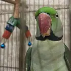 ببغاء (نيبالي   كحول) متكلم اليف للبيع