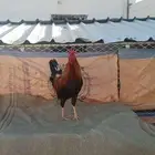 ديك عربي اصيل وشرط