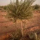 زيتون اربوكينا عمر 6 سنوات الجوف