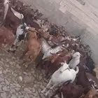 مشاء الله تبارك الله تيوس جذعان مخصى شرط نظافة العدد 70