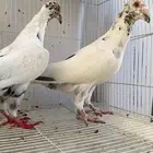 حمام شامي كشميري جوز منتج