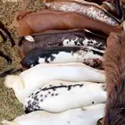 تيوس محايليه