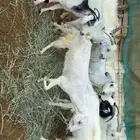 غنم دفيع للبيع الموقع المظيلف