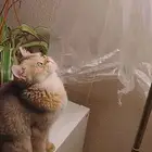 اول صورتين للام سكوتش والاب هجين سكوتش والباقي عيالهم